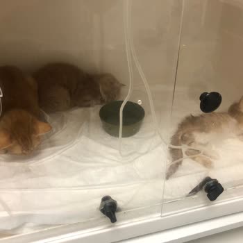 Frog Pet Store Mamayı Kedilerime Verdikten Kısa Süre Sonra Zehirlenme Belirtileri Başladı