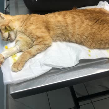 Frog Pet Store Mamayı Kedilerime Verdikten Kısa Süre Sonra Zehirlenme Belirtileri Başladı