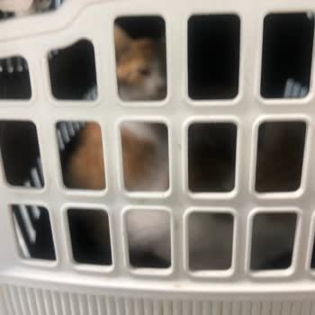 Frog Pet Store Mamayı Kedilerime Verdikten Kısa Süre Sonra Zehirlenme Belirtileri Başladı