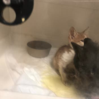 Frog Pet Store Mamayı Kedilerime Verdikten Kısa Süre Sonra Zehirlenme Belirtileri Başladı