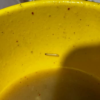 Banetti Noodle Ürününde Kurt Çıkması Ve Yetersiz İletişim