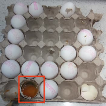 Aldığım Yumurtalar Kartona Yapışmış Ve Küflü Çıktı, Mağduriyet Yaşadım