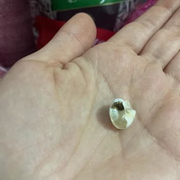 Çekirdek Paketinden Sümüklü Böcek Çıkması Hijyen Ve Sağlık Endişesi Yarattı