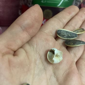 Çekirdek Paketinden Sümüklü Böcek Çıkması Hijyen Ve Sağlık Endişesi Yarattı