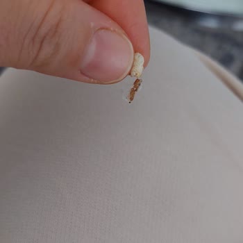 Son Kullanma Tarihi Geçmemiş Üründen Böcek Çıkması Nedeniyle Mağduriyet