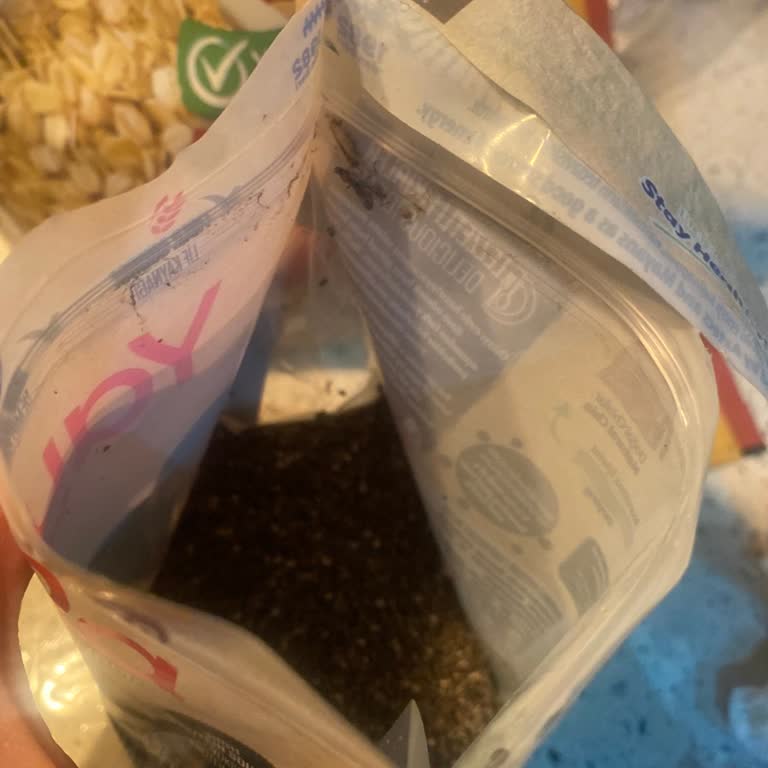 Aldığım Chia Tohumunda Böceklenme Ve Müşteri Hizmetlerine Ulaşamama Sorunu