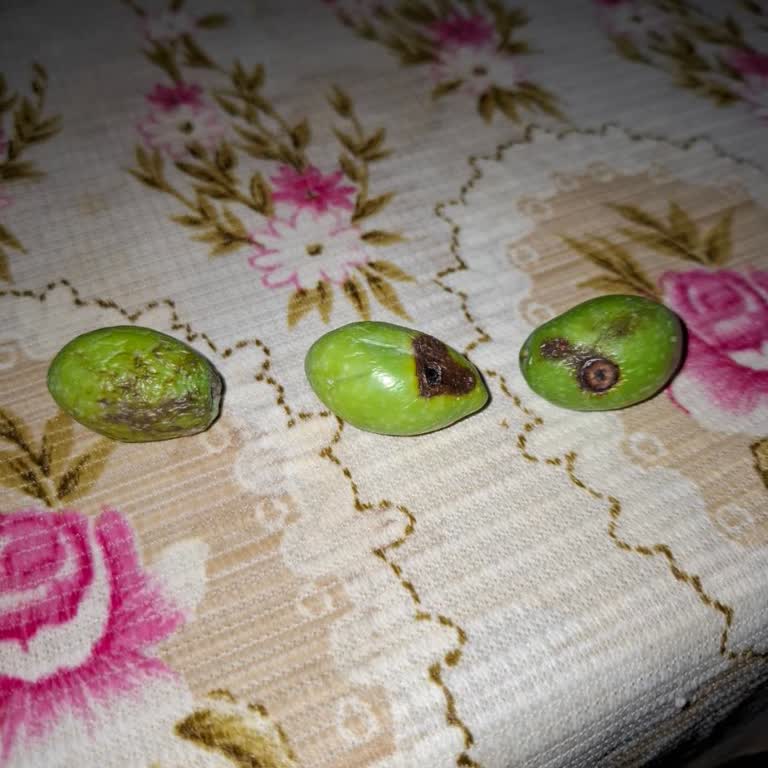 Bozuk Ürün Teslimatı Ve İade Sorunu: Migros Sanal Market'te Mağduriyet