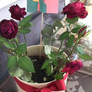 Teslim Edilen Saksı Güllerinin Ertesi Gün Solması Ve Değişim Talebim