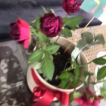 Teslim Edilen Saksı Güllerinin Ertesi Gün Solması Ve Değişim Talebim