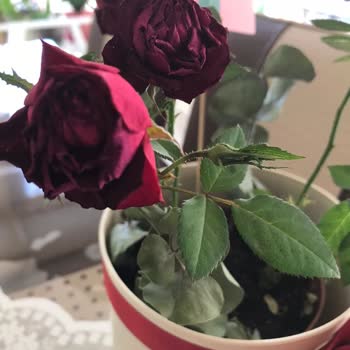 Teslim Edilen Saksı Güllerinin Ertesi Gün Solması Ve Değişim Talebim