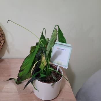 Siparişimdeki Çiçek 3 Günde Soldu, İade Talebim Cevapsız Kaldı