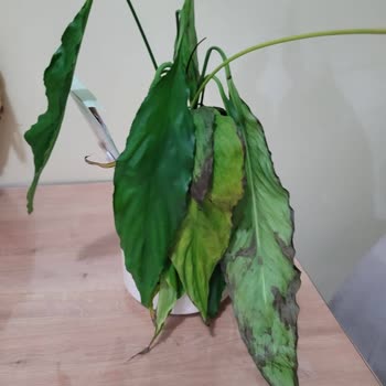 Siparişimdeki Çiçek 3 Günde Soldu, İade Talebim Cevapsız Kaldı