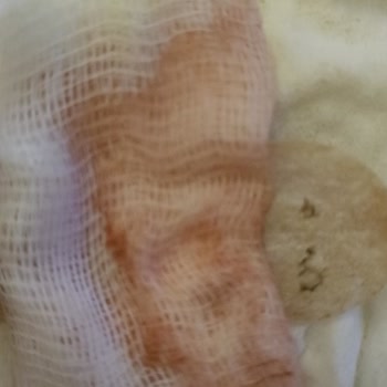 Ataköy Veteriner Kliniği'ne Can Emanet Etmem