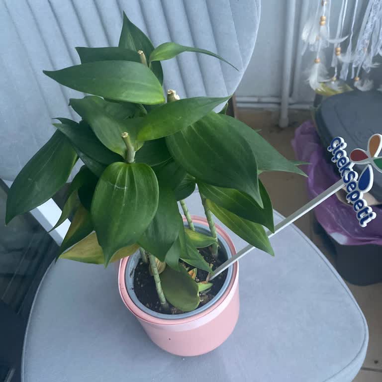 Çiçek Sepeti Siparişimdeki Lilyum Çiçekler İki Günde Soldu Ve Tomurcuklar Döküldü