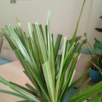 Pazarama Görselden Farklı Ve Kusurlu Bitki Teslimatı Sonrası Yetersiz Müşteri Hizmeti