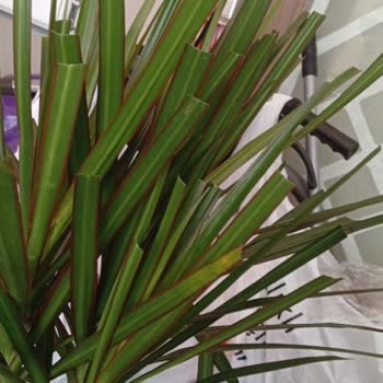 Pazarama Görselden Farklı Ve Kusurlu Bitki Teslimatı Sonrası Yetersiz Müşteri Hizmeti