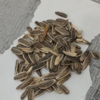 A101'den Aldığım Çerezya Dakota Çekirdeğinde Boş Ve Acımsı Taneler!