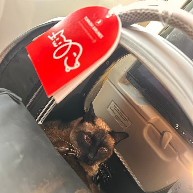 THY Evcil Hayvanla Uçuşta Belge Sorunu Ve Mağduriyet Yaşadım