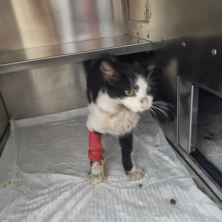 Vethane Pet Şikayetçiyim