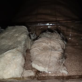 Miskos Pişmaniyede Hijyen Sorunu Ve Güven Kaybı