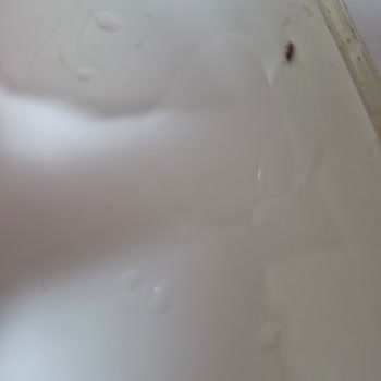 Aldığım Makarnadan Böcek Çıktı Müşteri Hizmetleri Çözüm Sunmadı