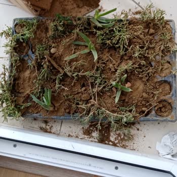 Siparişim Yanlış Ve Özensiz Geldi Mağdur Oldum