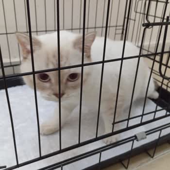 Ada Veteriner Kliniği | Mezitli Kısırlaştırma Ameliyatı Sonrası Kedimizi Kaybettik!