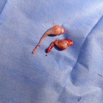 Ada Veteriner Kliniği | Mezitli Kısırlaştırma Ameliyatı Sonrası Kedimizi Kaybettik!