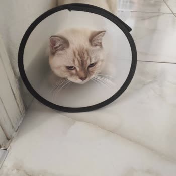 Ada Veteriner Kliniği | Mezitli Kısırlaştırma Ameliyatı Sonrası Kedimizi Kaybettik!