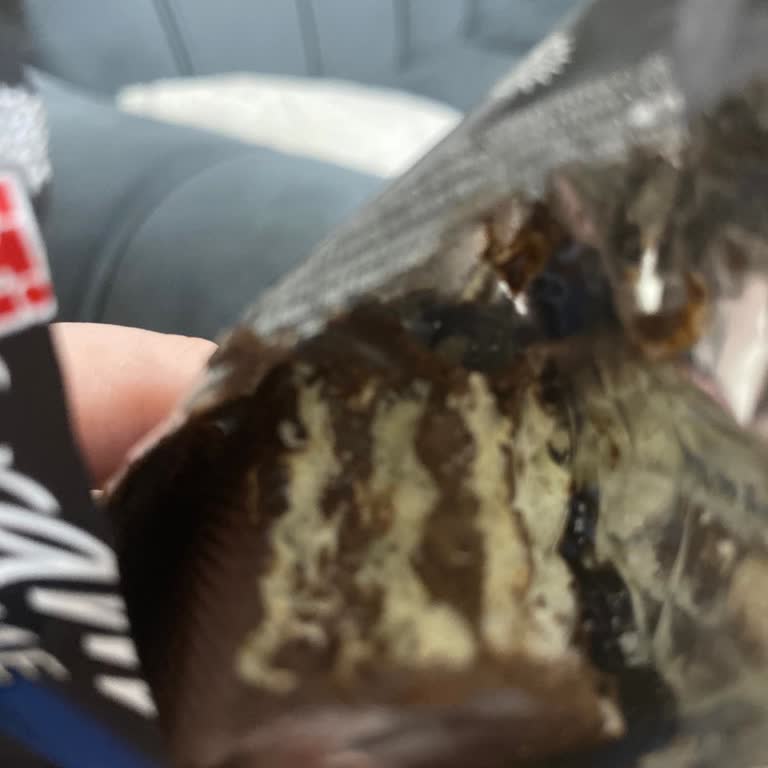 Taze Alınan Çikolatada Küf Tadına Şaşkınlık