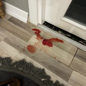 Kedime Yapılan Kuduz Aşısı Sonrası Ciddi Sağlık Sorunları Ve Maddi Kayıp