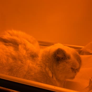 Kedime Yapılan Kuduz Aşısı Sonrası Ciddi Sağlık Sorunları Ve Maddi Kayıp