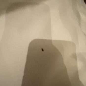 Otel Odasında Böcek Sorunu Ve İade Mağduriyeti