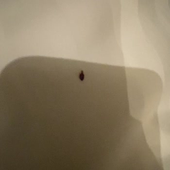 Swiss International Taba Hotel - Serious Bed Bug Infestation, Agoda Policy Dispute
