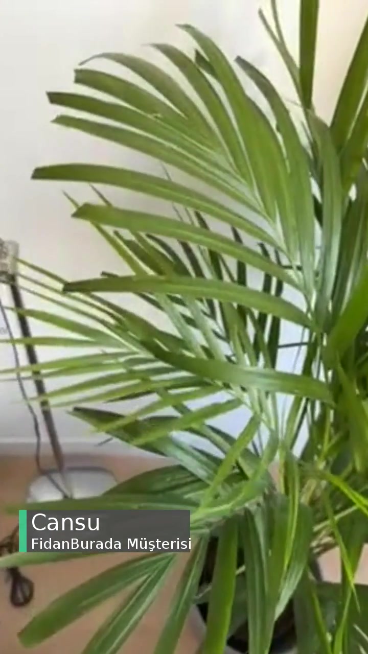 Fidanburada Belli Olmasın Diye Makasla Kesilmiş videonun kapak resmi