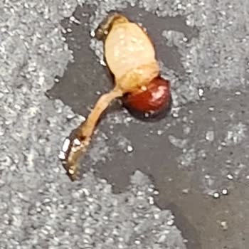 Tchibo Kahve Makinesinden Böcekli Ve Bozuk Sütlü Kahve Deneyimi