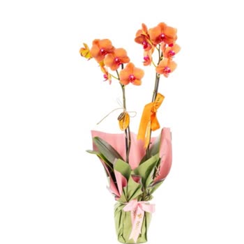 Yanlış Ürün Gönderimi Ve Stokta Olmayan Orkide Satışı Nedeniyle Ücret İadesi Talebi