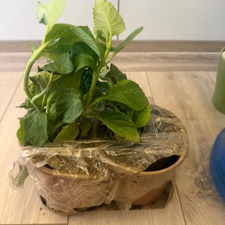 Sipariş Edilen Boyutta Ortanca Bitkiler Gönderilmedi Ve Müşteri Hizmetlerinden Dönüş Alınamadı