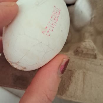 BİMden Alınan Yumurtaların Yarısı Bozuk Çıktı Mağduriyet Yaşadık