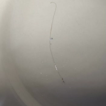 Bebelac Devam Sütünde Yabancı Madde Ve İade Sorunu Nedeniyle Hayal Kırıklığı