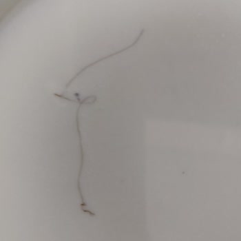 Bebelac Devam Sütünde Yabancı Madde Ve İade Sorunu Nedeniyle Hayal Kırıklığı