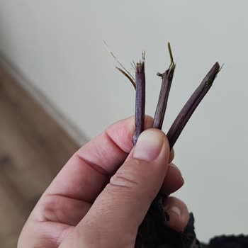 Çağrı Hipermarket Siparişimde Reyhan Demeti Yetersiz Ve Pahalı Geldi