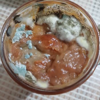 Son Kullanma Tarihi Geçmemiş Harras Lutenitsa Küflü Çıktı!