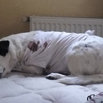 Sokak Köpekleri Saldırısı Sonrası Yaralanan Köpeğim İçin Güvenlik Talebi