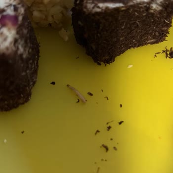 Aldığım Lokumun İçinden Kurt Çıktı Ve Bayat Çıktı