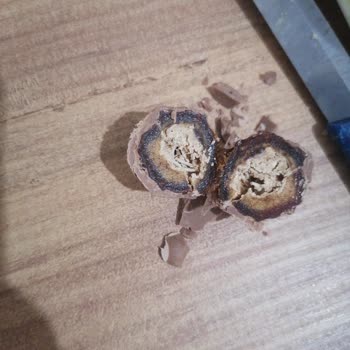 Patiswiss Hurmanın İçinden Fıstık Çıkmadı, Hayal Kırıklığı Yaşadım