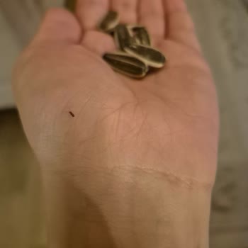 Aldığım Ay Çekirdeğinde Böcek Çıkması Nedeniyle Hayal Kırıklığı Yaşadım