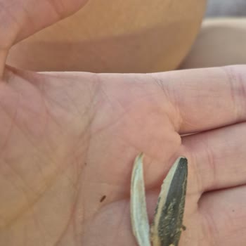 Aldığım Ay Çekirdeğinde Böcek Çıkması Nedeniyle Hayal Kırıklığı Yaşadım