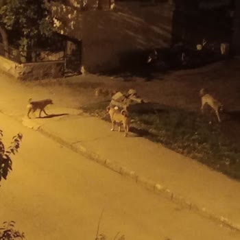 Gece Saatlerinde Saldırgan Sokak Köpekleri Ve Belediyenin Yetersiz Müdahalesi