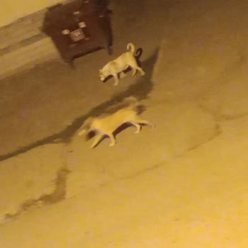 Gece Saatlerinde Saldırgan Sokak Köpekleri Ve Belediyenin Yetersiz Müdahalesi